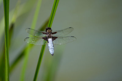 D40_4868F platbuik (Libellula depressa, broad-bodied chaser or broad-bodied darter).jpg