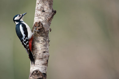 700_1463F grote bonte specht (Dendrocopos major, Great Spotted Woodpecker).jpg