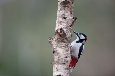 700_1581F grote bonte specht (Dendrocopos major, Great Spotted Woodpecker).jpg