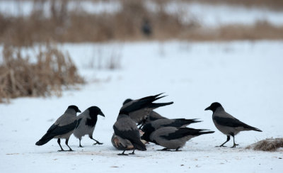 700_0363F bonte kraai (Corvus cornix, Hooded Crow).jpg