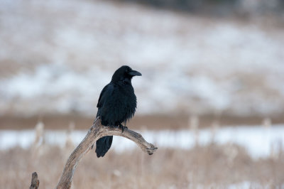 700_0839F raaf (Corvus corax, Northern raven).jpg