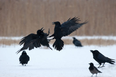 700_0748F raaf (Corvus corax, Northern raven).jpg