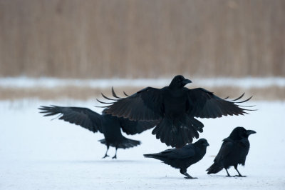 700_0738F raaf (Corvus corax, Northern raven).jpg