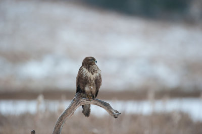 700_0790F buizerd (Buteo buteo, Buzzard.jpg