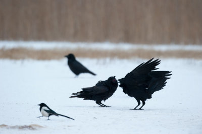 700_0673F-raaf-(Corvus-corax,-Northern-raven).jpg