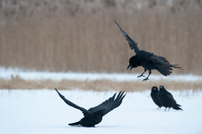 700_0703F raaf (Corvus corax, Northern raven).jpg