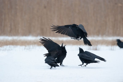 700_0759F raaf (Corvus corax, Northern raven).jpg