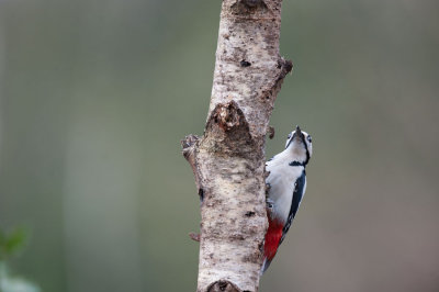700_1524F grote bonte specht (Dendrocopos major, Great Spotted Woodpecker).jpg