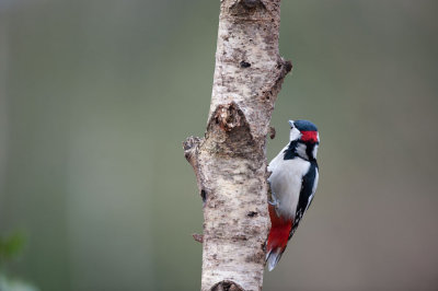 700_1579F grote bonte specht (Dendrocopos major, Great Spotted Woodpecker).jpg