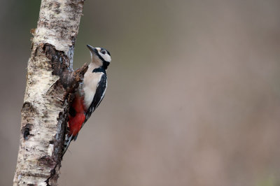 700_1606F grote bonte specht (Dendrocopos major, Great Spotted Woodpecker).jpg