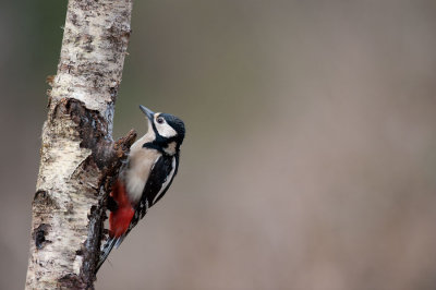 700_1611F grote bonte specht (Dendrocopos major, Great Spotted Woodpecker).jpg