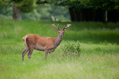 700_6759F edelhert (Cervus elaphus, Red deer).jpg