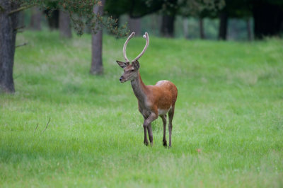 700_6764F edelhert (Cervus elaphus, Red deer).jpg