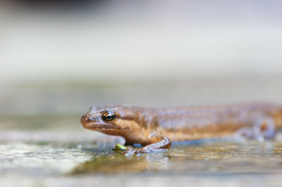 700_2903F kleine watersalamander (Lissotriton vulgaris (synoniem Triturus vulgaris), Smooth Newt).jpg
