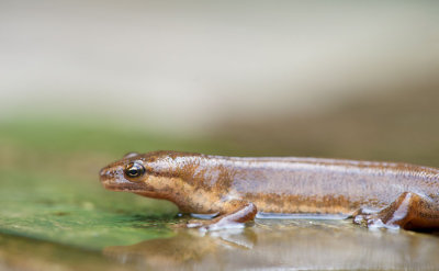 700_2913F kleine watersalamander (Lissotriton vulgaris (synoniem Triturus vulgaris), Smooth Newt).jpg