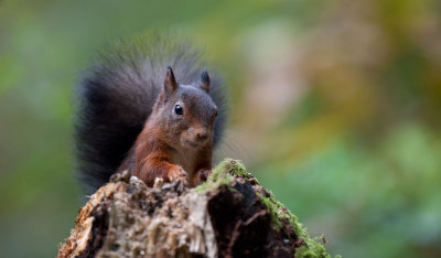 700_4027F rode eekhoorn (Sciurus vulgaris, Red squirrel).jpg