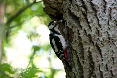700_5337F grote bonte specht (Dendrocopos major, Great Spotted Woodpecker).jpg