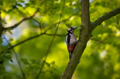 700_5393F grote bonte specht (Dendrocopos major, Great Spotted Woodpecker).jpg