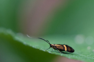 300_4574F geelbandlangsprietmot (Nemophora degeerella, Longhorn Moth).jpg