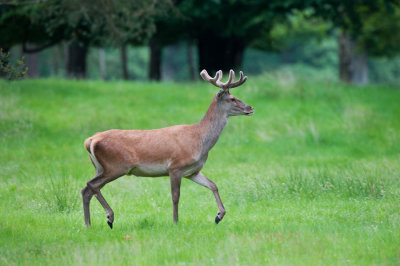 700_6755F edelhert (Cervus elaphus, Red deer).jpg
