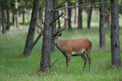 700_6784F edelhert (Cervus elaphus, Red deer).jpg