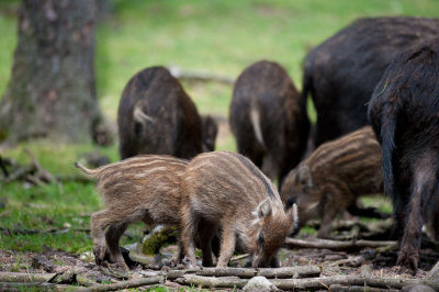 700_6683F wild zwijn (Sus scrofa, wild boar).jpg