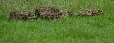 700_6803F wild zwijn (Sus scrofa, wild boar).jpg