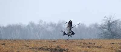 700_7483F kraanvogel (Grus grus, Common crane).JPG