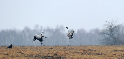 700_7514F kraanvogel (Grus grus, Common crane).JPG