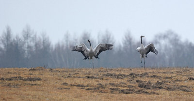 700_7638F kraanvogel (Grus grus, Common crane).JPG