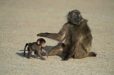 D40_2785F beerbaviaan of Kaapse baviaan (Papio ursinus, Chacma baboon).jpg