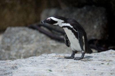 D40_1828F zwartvoetpinguïn (Spheniscus demersus, African Penguin).jpg