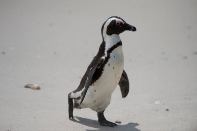 D40_1957F zwartvoetpinguïn (Spheniscus demersus, African Penguin).jpg