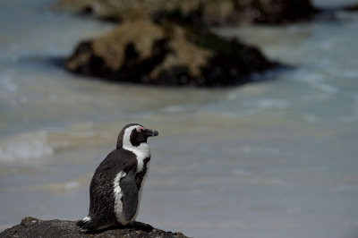 D40_2289F zwartvoetpinguïn (Spheniscus demersus, African Penguin).jpg