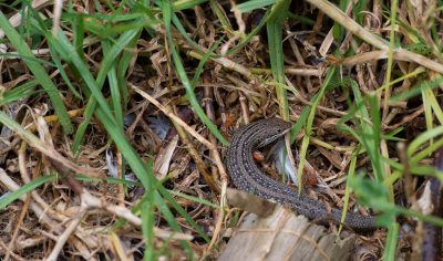 D40_2370F hagedis (Lizzard).jpg