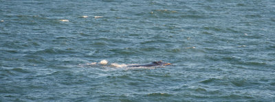 D40_3581F southern right whale (Eubalaena australis).jpg