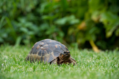 D40_3616F schildpad (Turtle).jpg