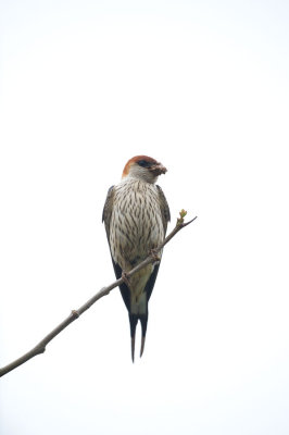 D40_4057F greater striped swallow (Hirundo Cucullata).jpg