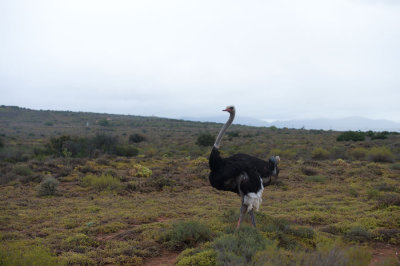 D40_4355F struisvogel (Struthio camelus, Common Ostrich).jpg