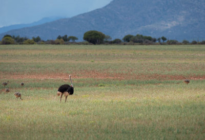 D40_4392F struisvogel (Struthio camelus, Common Ostrich).jpg