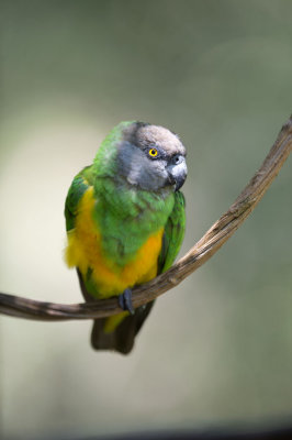 D40_4781F senegal parrot (Poicephalus senegalus).jpg