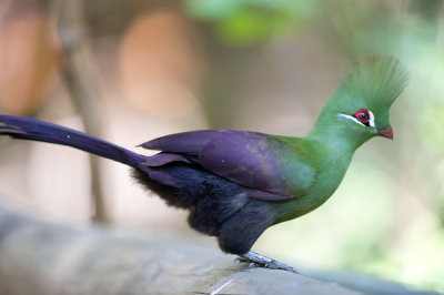 D40_4792F groene toerako (Tauraco persa, green turaco).jpg