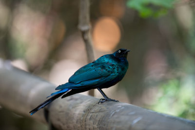 D40_4798F longtailed starling (Aplonis magna).jpg