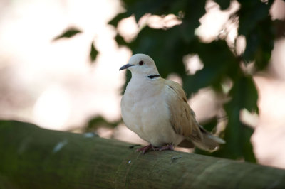 D40_4813F barbary dove (Streptopelia indica).jpg