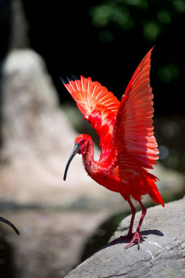 D40_4999F scarlet ibis (Eudodmus ruber).jpg