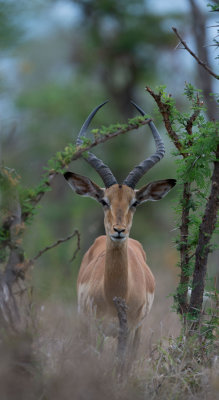 D40_6083F impala (Aepyceros melampus, impala).jpg