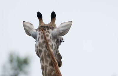 D40_6445F giraf (Giraffa camelopardalis, Giraffe).jpg