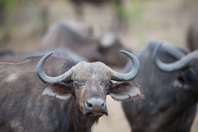 D40_6667F African buffalo or Cape buffalo (Syncerus caffer).jpg
