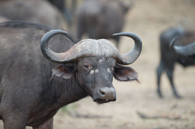 D40_6701F African buffalo or Cape buffalo (Syncerus caffer).jpg
