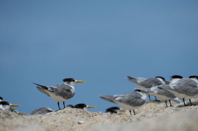 D40_2397F swift (greater crested) tern (Sterna bergii).jpg